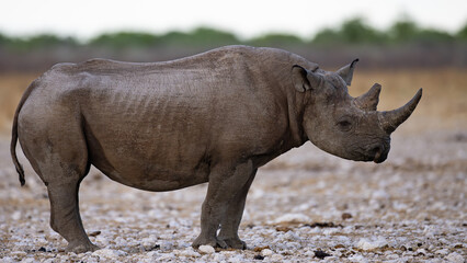 Fototapeta premium The white rhinoceros, also known as the white rhino or square-lipped rhinoceros (Ceratotherium simum), is the largest extant species of rhinoceros and the most social of all rhino species, characteriz