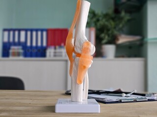 Knee joint model with ligaments on display in a modern clinic office