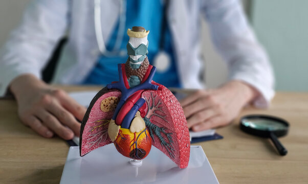 Detailed anatomical model of human heart and lungs displayed on a desk in a medical office