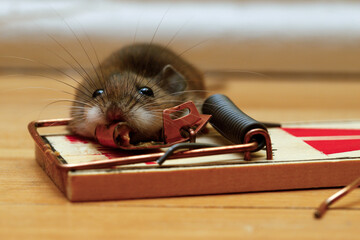 Piège à souris sur fond bois, en gros plan. Souris dans un piège à souris placé sur le sol d'un appartement. Piège à souris dans une maison.