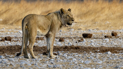 Lions (Panthera leo) at Gemsbokvlakte waterhole in the Etosha National Park, Namibia
