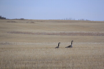 Some horses in the spring and other things in the pastures around the valley.
