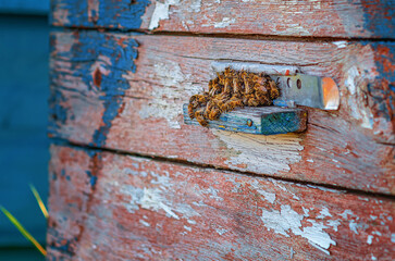 Bees sit on wall of an old, shabby beehive. Bees collect nectar and carry it back to hive. Wild bees