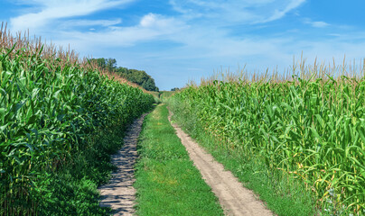 Field road between green organic corn fields against blue cloudy sky. Agricultural panoramic view.