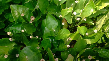 close-up shot of green tropical leaves with multiple pruned stems