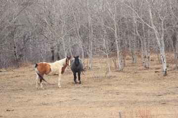 Some horses in the spring and other things in the pastures around the valley.
