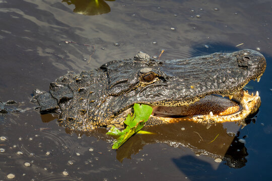 Close up portrait of an alligator with its mouth open showing teeth, Everglades National Park, Florida wildlife