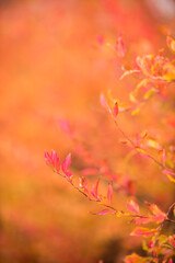 화려한 가을 색