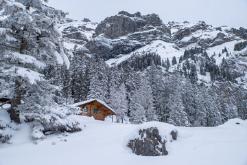 Snow-covered alpine cabin in a snowy fir forest beneath towering Bernese Alps cliffs
