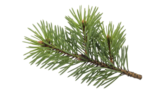 Green pine branch transparent background PNG image file for Christmas holidays