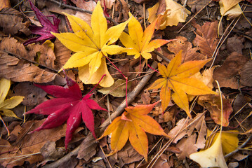 다채로운 단풍잎의 색