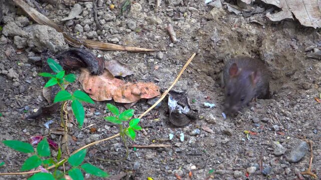 Mouse Peeking from Rat Hole in Farmland &ndash; Pest Issue, Uttarakhand India