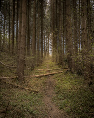 Fototapeta premium Narrow Forest Path Through Tall Conifers with Fallen Logs