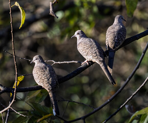 Inca Doves