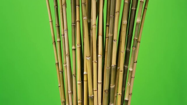 Tightly packed cluster of tall slender bamboo stalks gently swaying, isolated minimalist vertical green screen element.
