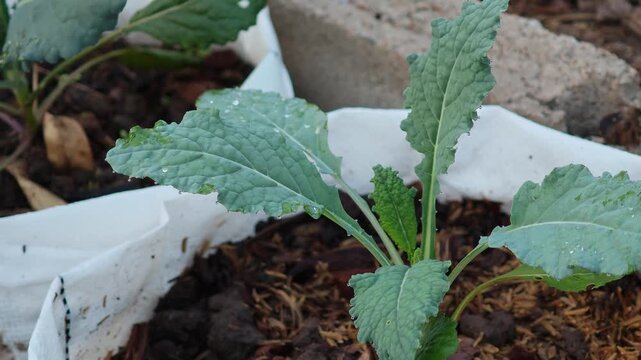 Kale sprouts on the farm