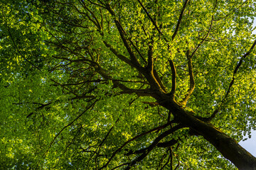 Sunlit Tree Canopy from Below with Lush Green Leaves and Interlacing Branches