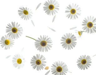 White daisies and scattered petals on a dark background from above