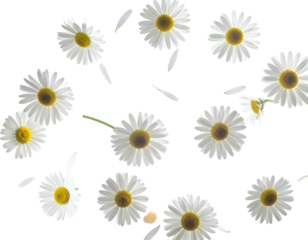 White daisies and scattered petals on a dark background from above