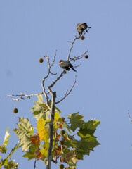 Two red-winged blackbirds sit among sycamore seed balls and autumn leaves under a bright blue sky.