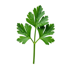 Naklejka premium A perfectly formed, vibrant emerald-green parsley sprig with crisp, detailed leaves and glistening dew drops, isolated on a transparent background with soft studio lighting, macro commercial