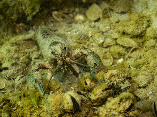 Crayfish on mussel-covered lakebed - underwater macro from Lake Neuchâtel
