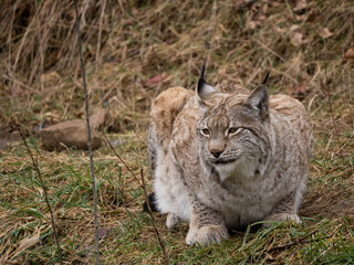 Eurasian Lynx Close-Up: Resting Wild Cat with Ear Tufts and Thick Camouflaged Fur