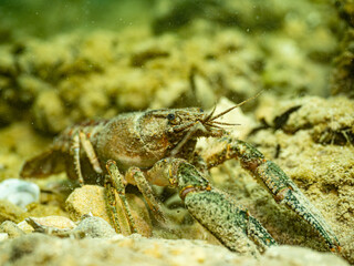 Close-up of a crayfish on the Lake Neuchâtel lakebed - underwater macro of a freshwater crustacean