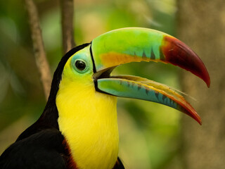Close-up portrait of a vibrant keel-billed toucan with colorful beak and yellow throat in a tropical rainforest setting