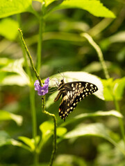 Swallowtail Butterfly Feeding on a Purple Flower - Macro Close-Up in a Lush Garden