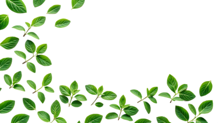 Fresh green mint leaves border arrangement on a clean transparent background for natural design element