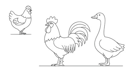 Detailed line art illustration of farm birds including a chicken a rooster and a goose on a white background.