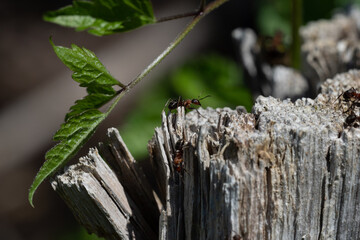 Macro close-up of ants crawling on a weathered tree stump with a green leaf