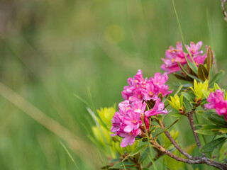 Pink Alpine Rhododendron Close-up on a Rothorn Meadow, Swiss Alps