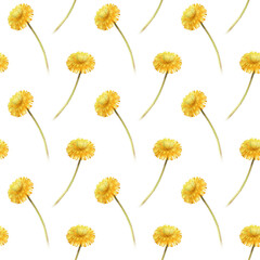 Watercolor seamless pattern with yellow dandelion flowers on a long stem on a white background. A botanical floral template for wallpaper, packaging, textiles and a summer theme.