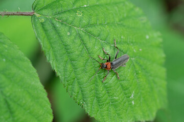 Red-headed longhorn beetle on a green leaf - macro close-up showing elytra, antennae and detailed leaf veins