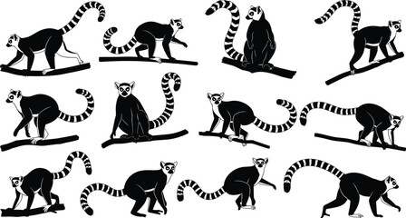 Vector black and white ring-tailed lemur silhouette collection on tree branches, iconic primate animal set from Madagascar wildlife fauna illustration. © Heyyy