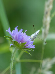 Close-up of a small butterfly feeding on a purple scabious wildflower in a summer meadow