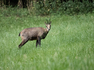 Alpine chamois standing in a green Swiss meadow at the forest edge