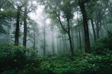 Obraz premium Dense, green forest shrouded in mist, with tall trees and lush undergrowth