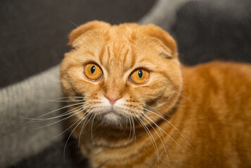 Portrait of a ginger British Shorthair cat indoors.