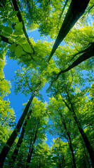 Sunlit Forest Canopy Viewed from Below