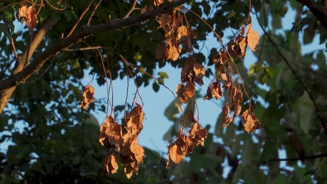 Dried Neem Tree Leaves in Indian Botanical Garden