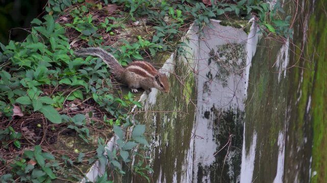 Indian Palm Squirrel (Funambulus palmarum) Signaling Tail in Uttarakhand Garden