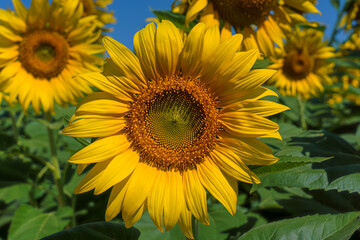 Fototapeta premium A close up shot of the sunflower, the seeds are clearly visible