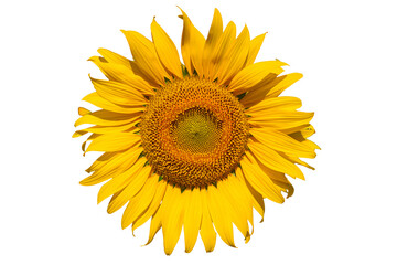 Fototapeta premium A close up shot of the sunflower, the seeds are clearly visible