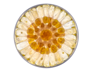 Macro cross section of citrus fruit slice with glowing translucent pulp and radial segments on isolated background