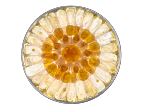 Macro cross section of citrus fruit slice with glowing translucent pulp and radial segments on isolated background