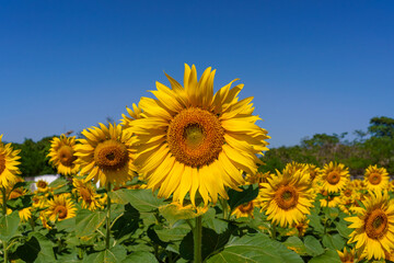 Fototapeta premium A close up shot of the sunflower, the seeds are clearly visible