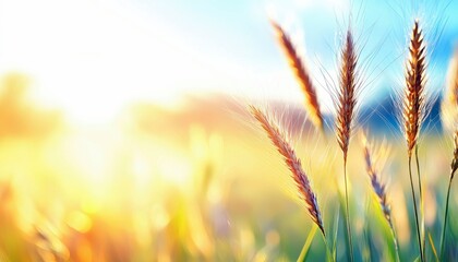 Close-up of wheat stalks in a field with a bright, sunny background. The image has a warm, golden glow with bokeh effects.